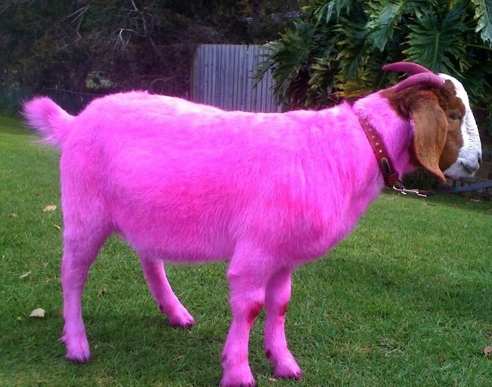 PINK GOAT.jpg