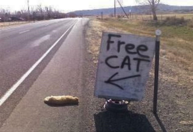 free cat.jpg