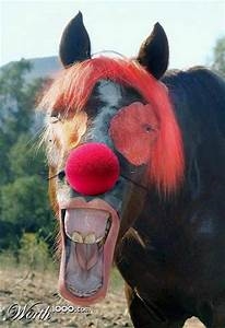 HORSE CLOWN-1.jpg