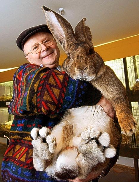 big bunny.jpg